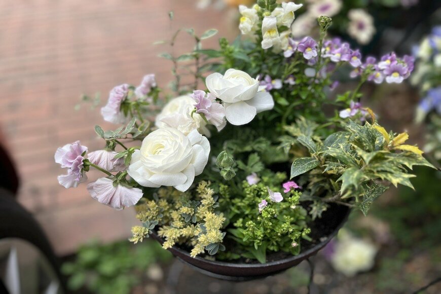 LIMOガーデニング部撮影