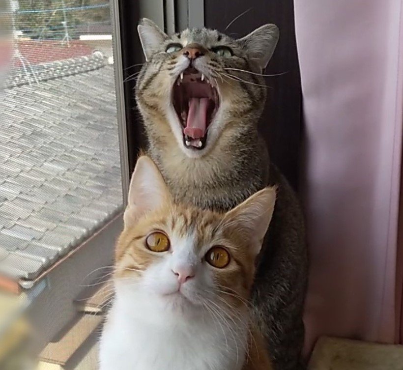 出所：@mero627puri914