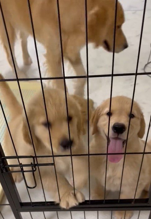 出所：@pu_channeldesu