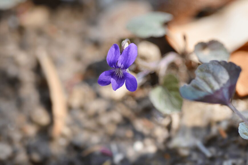 Nahhana/shutterstock.com