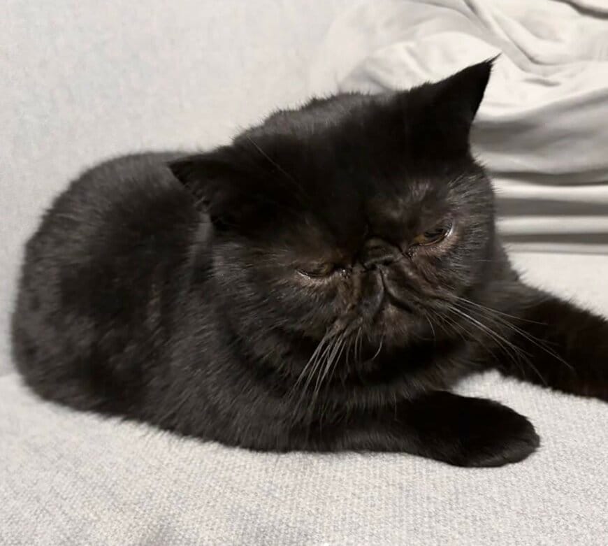 人間みたいに「ソファでテレビを見る」猫ちゃん→ 席が空いていないと…意外な表情に思わず笑ってしまう