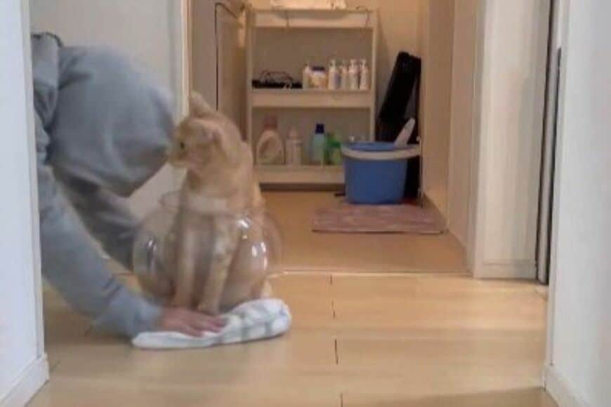 【猫の手も借りたい】2匹の飼い猫と一緒に掃除をしてみると…　「まさかの展開」に思わず目を疑う