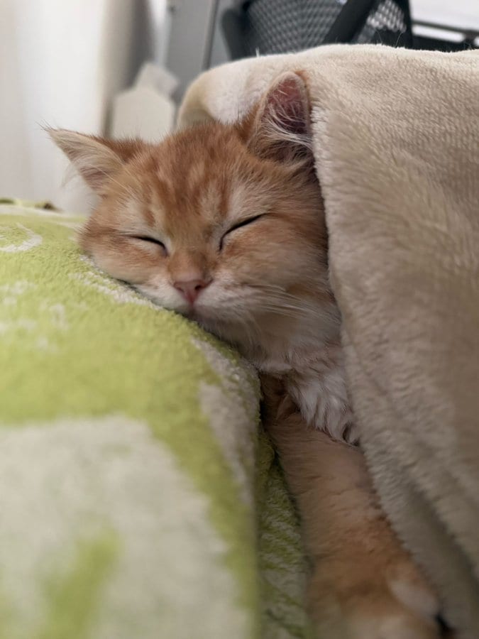 【ママにもらったの】ママ猫から子猫へ受け継がれた「きらっきら」がわかる瞬間にじんとくる…