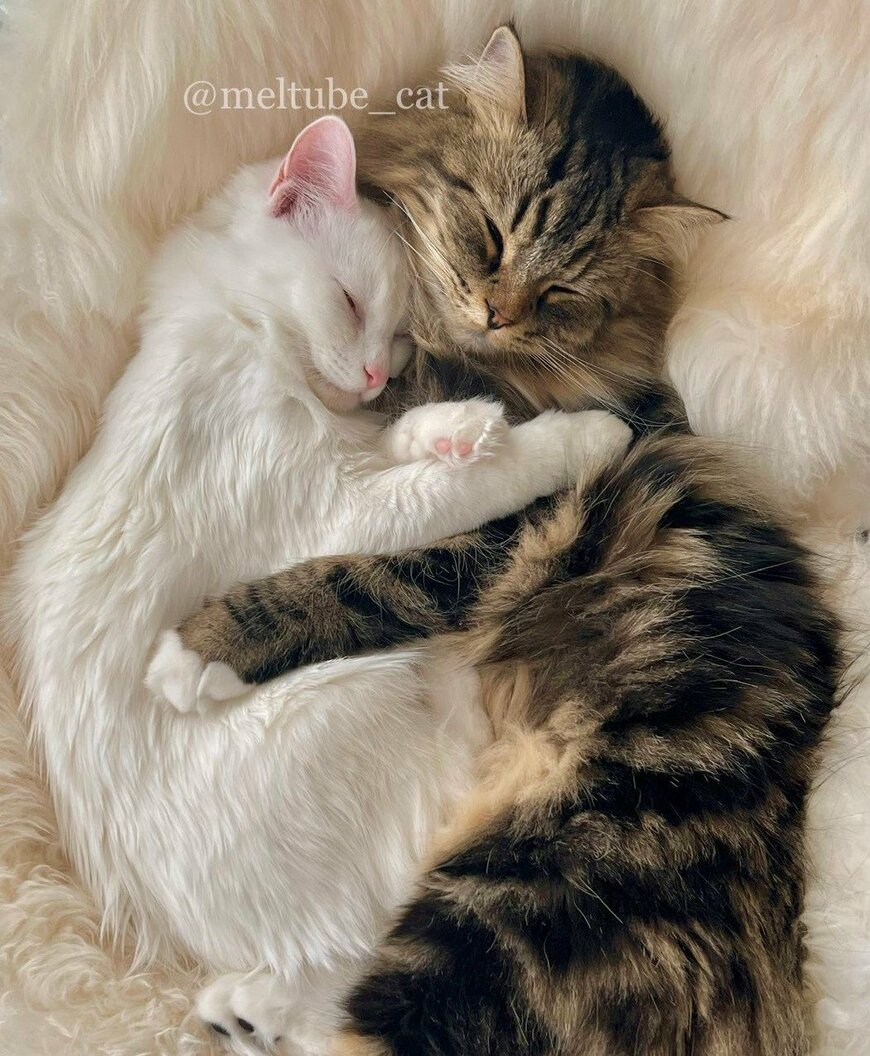 出所：@meltube_cat 