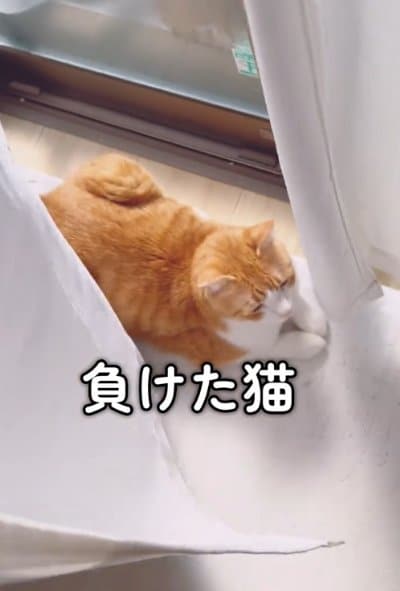 出所：@miko_nekoneko