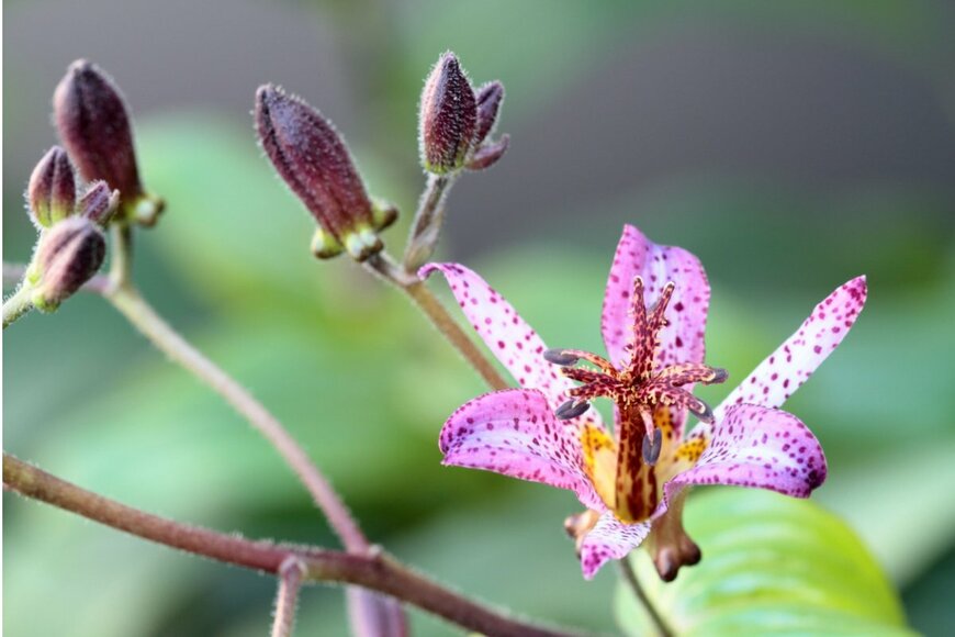 F_studio/shutterstock.com