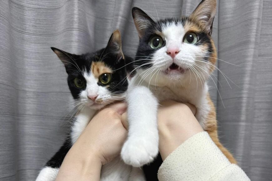 本物の姉妹のようにそっくりな元保護猫→2匹が見せた心温まる行動に「仲良しで素敵」