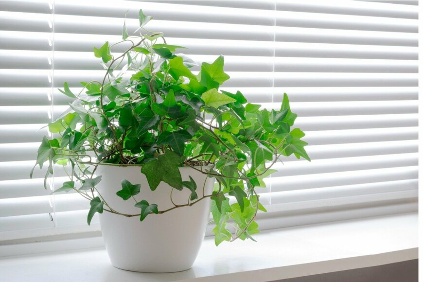 alexytrener/istockphoto.com