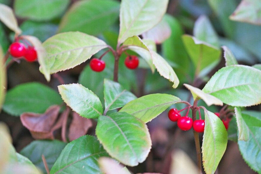 igaguri_1/istockphoto.com