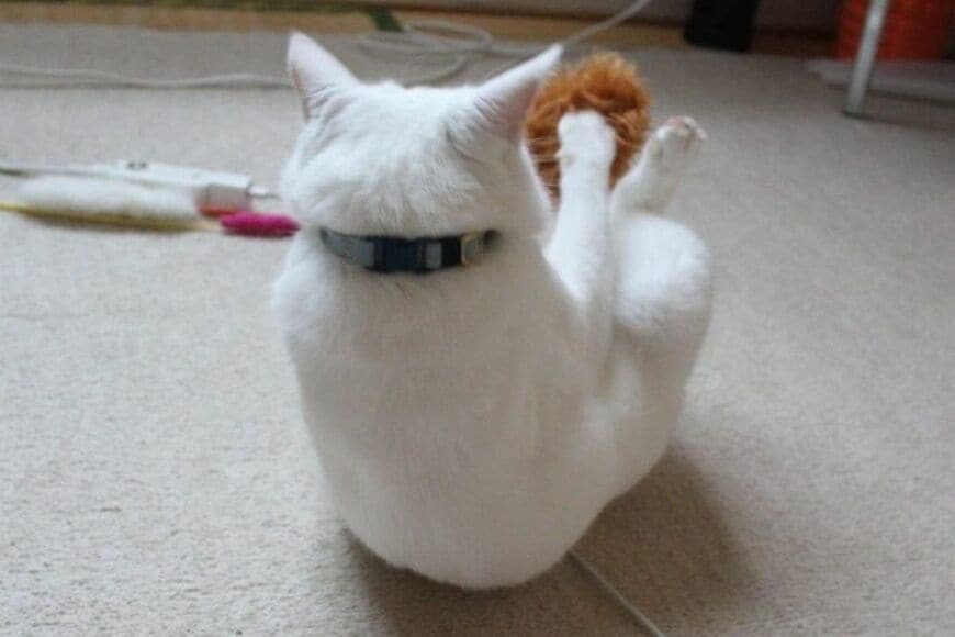 ストイックな「猫の遊び方」が話題に　衝撃的なポーズに「日々こうして鍛錬してるのね」