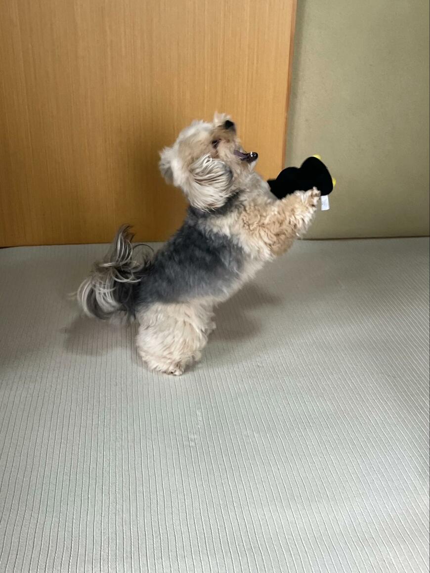 鈍臭いワンちゃんの遊びっぷりが話題　お茶目な姿にほっこり
