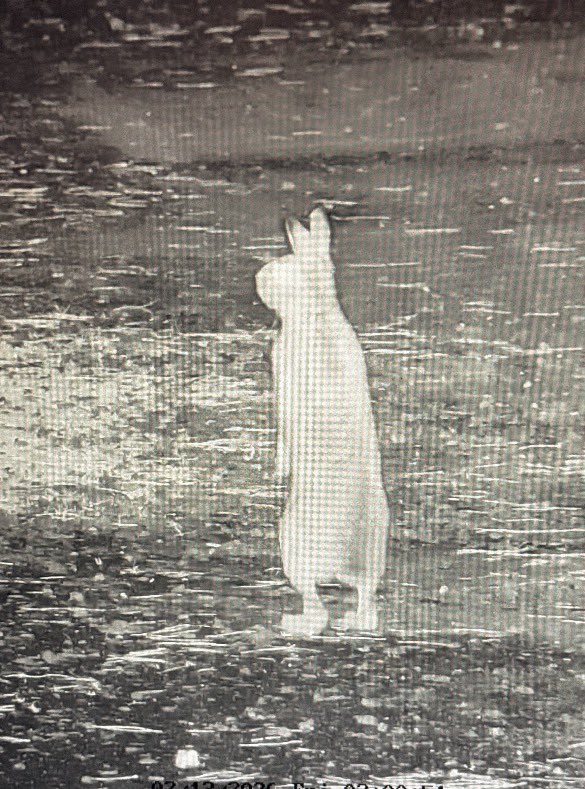 出所：@Buddhist_marie