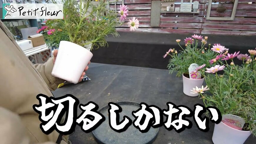 出所：@petit_fleur