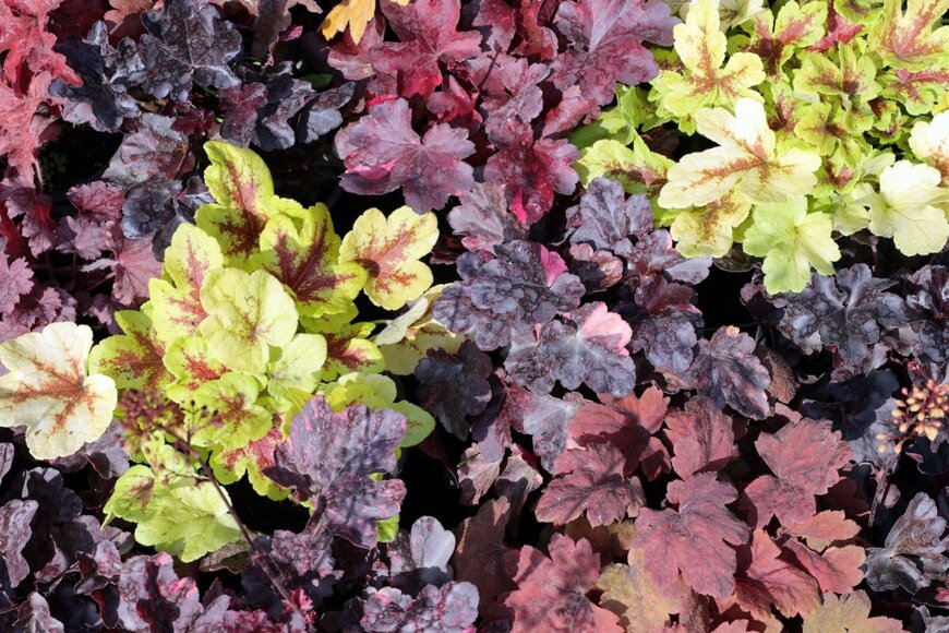 Nat YS/shutterstock.com