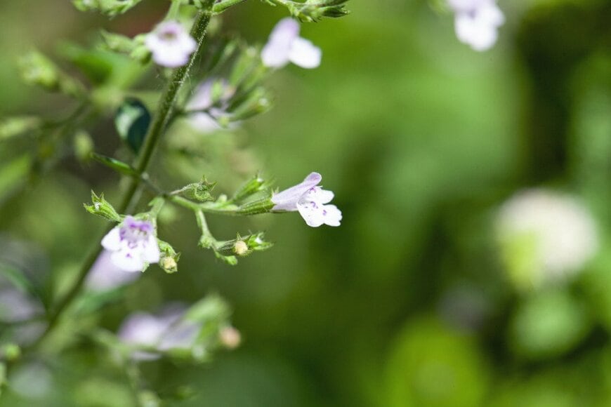 weisschr/istockphoto.com
