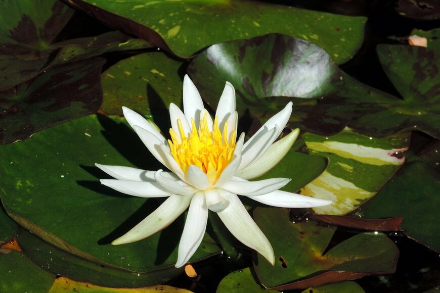 Victoria Tucholka/Shutterstock.com