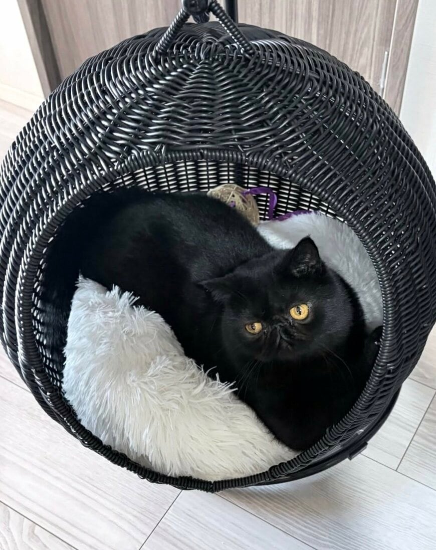 出所：@kotetsu_0420