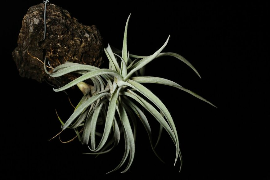 Kawin Jiaranaisakul/Shutterstock.com