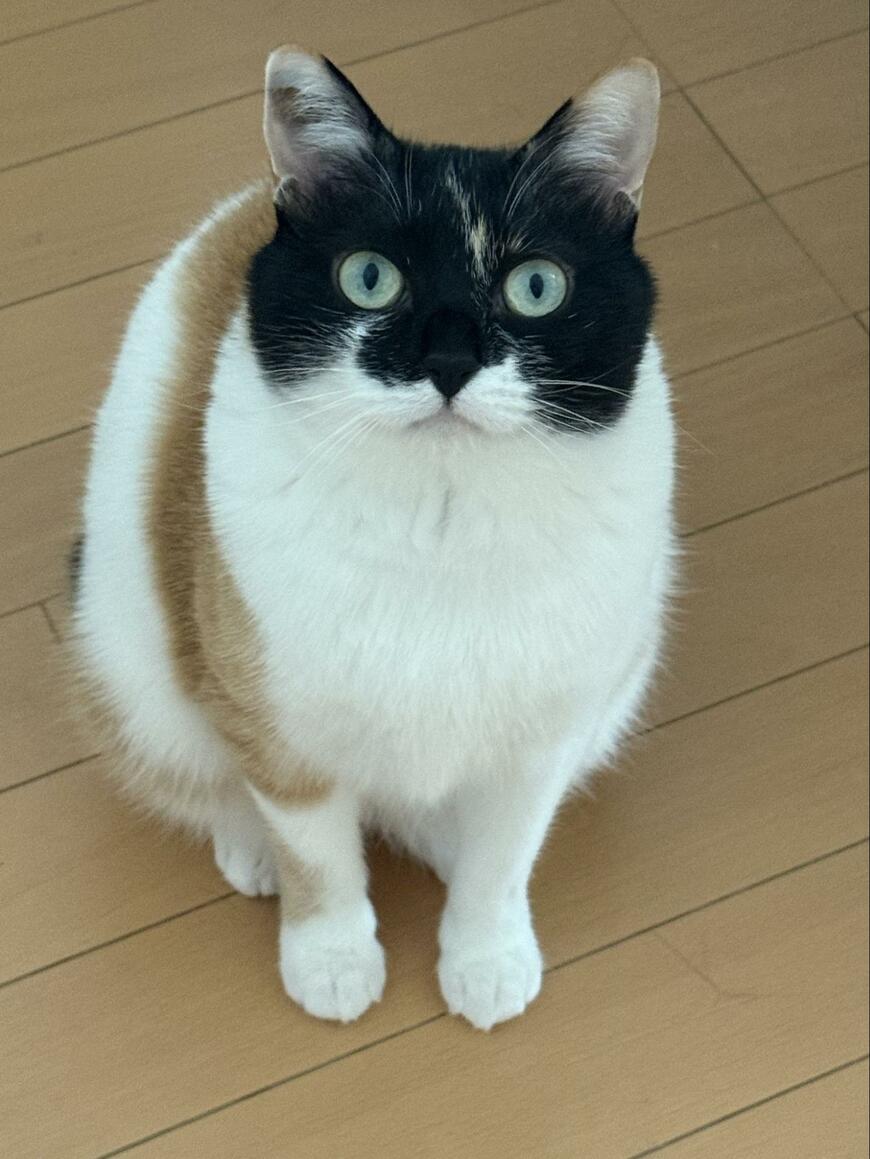 出所：@asjSvnCZl18wKXM