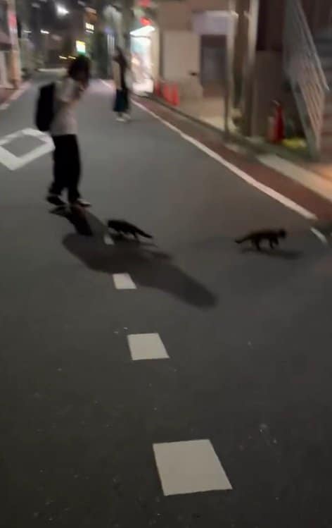 夜道を歩く謎の動物
