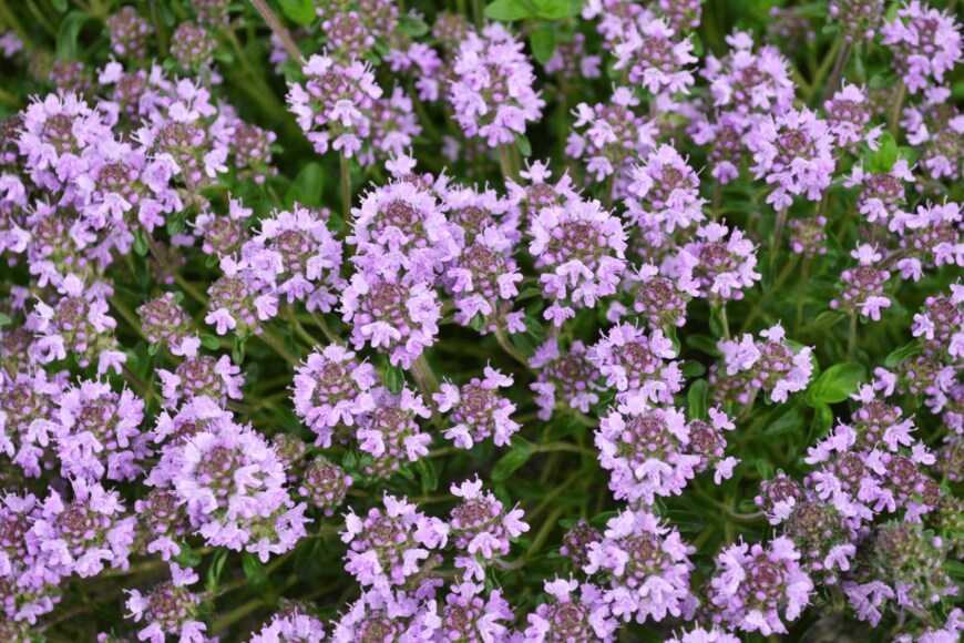 Yuliia Bilousova/istockphoto.com