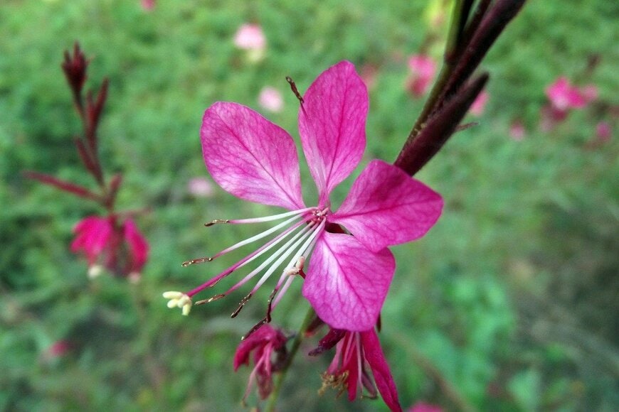 【いまが植え付け適期】一度根付けば「ほぼ放任OK」地植えで毎年美しい花が楽しめる多年草3選