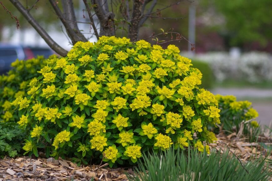 Iva Vagnerova/shutterstock.com