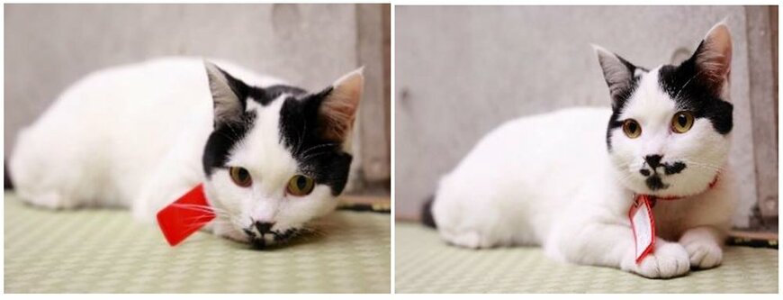 画像出所：株式会社リクルート「2月22日は猫の日！『じゃらん』会ってみたい！宿の看板ねこランキング2023」（PR TIMES）