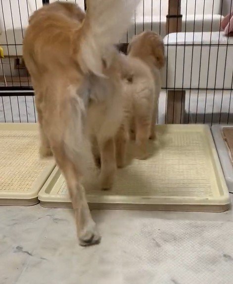 出所：@pu_channeldesu