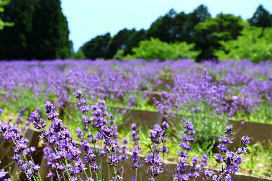 KUMATO/shutterstock.com