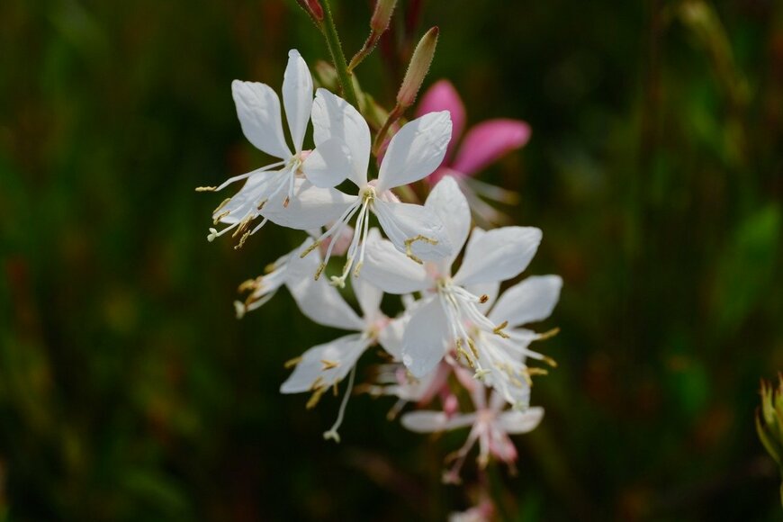 Anwarabee/istockphoto.com