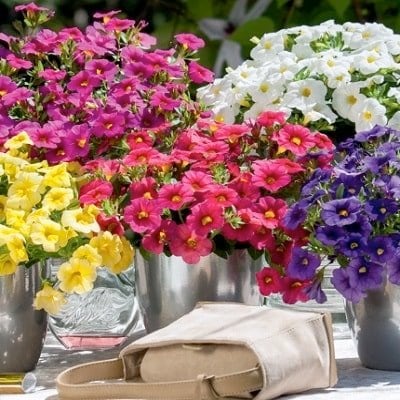 出所：PROVEN WINNERS（プルーブンウィナーズ） スーパーベル（R）