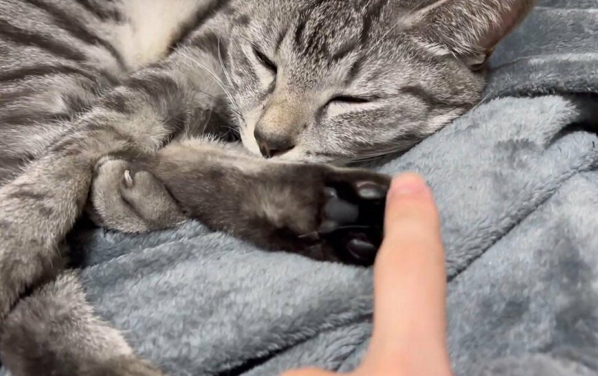 出所：@totomaru_hanmi