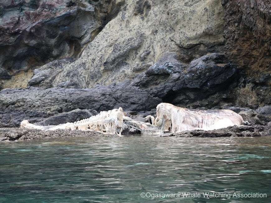 出所：@owa_ogasawara