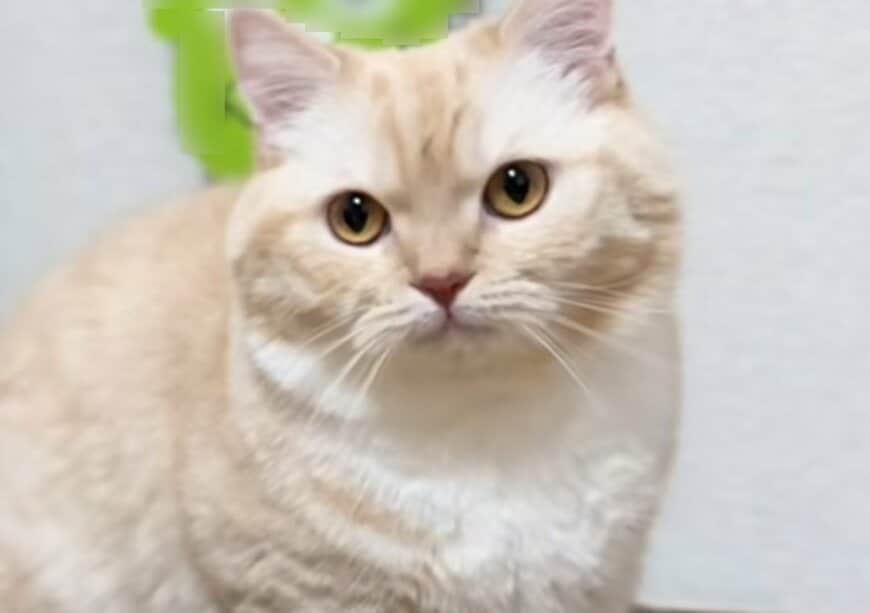 愛猫のために「モコモコベッド」を購入した結果→意外な反応に思わず二度見してしまう