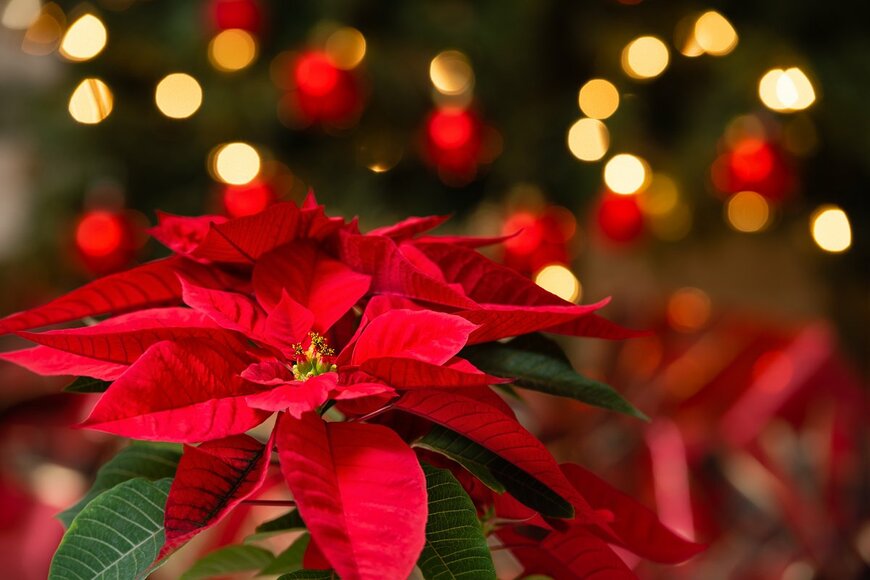 クリスマスの花「ポインセチア」育て方と管理のコツ、長く楽しむには？【ガーデニングアーカイブ2021/11】
