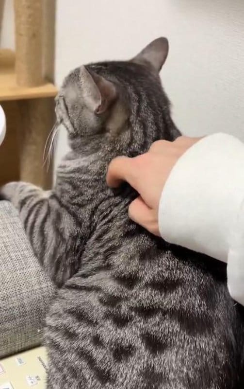 トントンされる猫