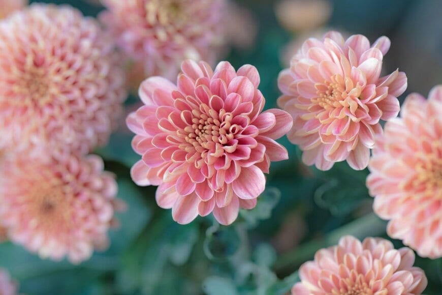 ピンクの菊の花