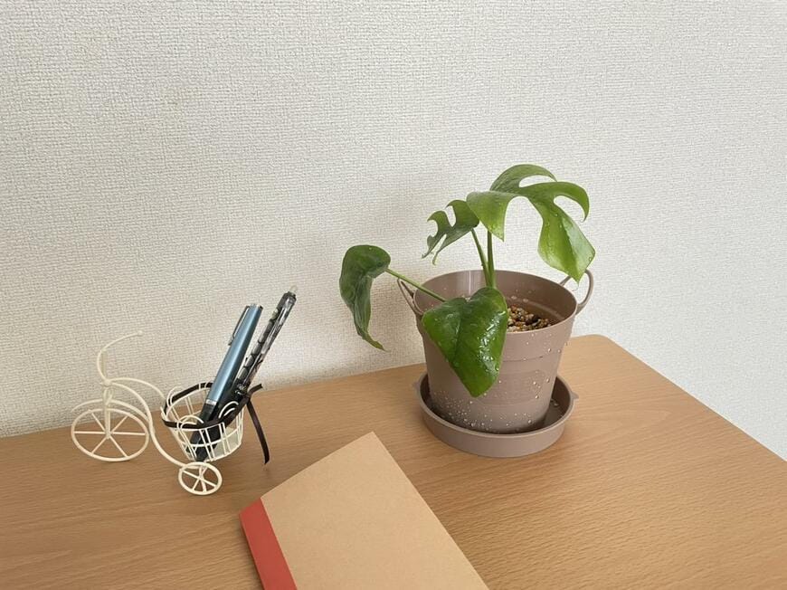 ダイソーの観葉植物用アイテムをレビュー