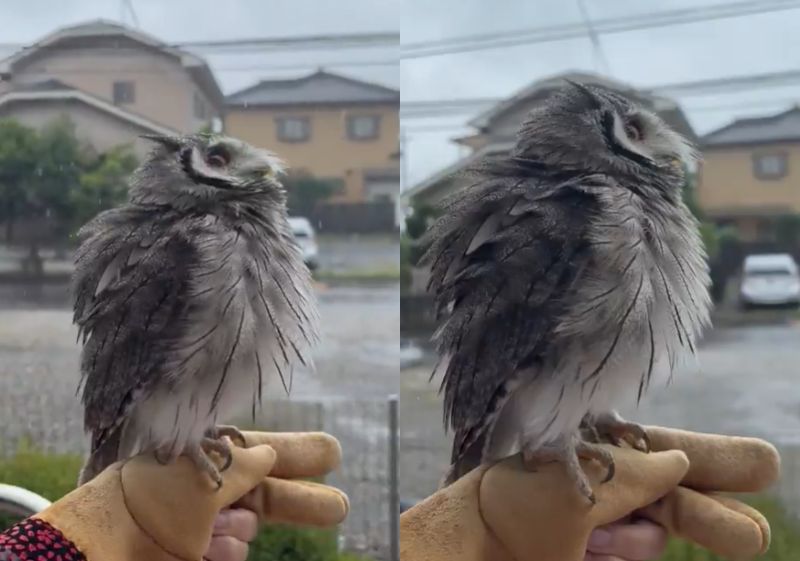 投稿動画のワンシーン