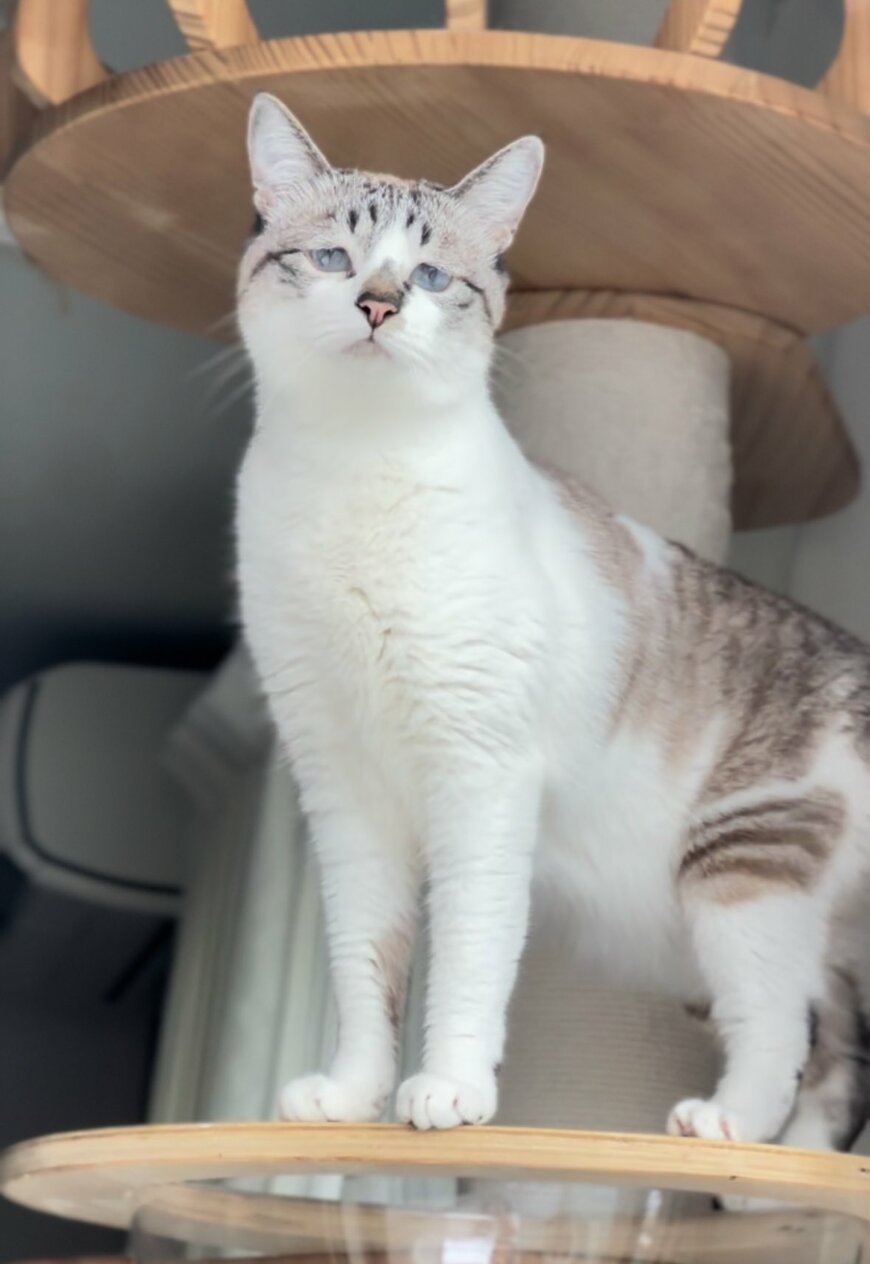 青いおめめの猫