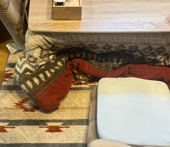こたつの裾に注目！