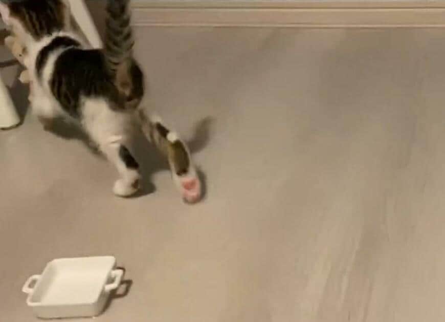 部屋の隅に行く猫