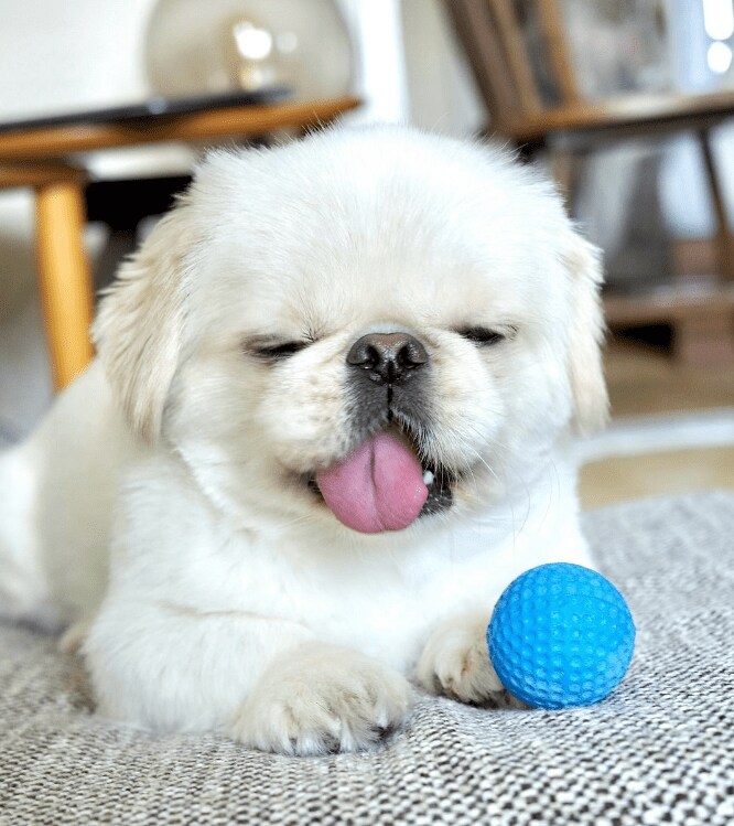 爪切り頑張った犬