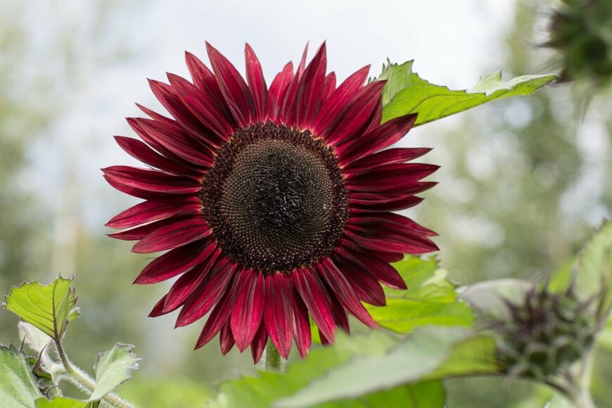 ムーラン・ルージュの花。花弁の色は深い赤紫色、中央部は茶色。