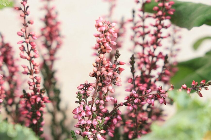 淡いピンクの小花を咲かせている、カルーナ