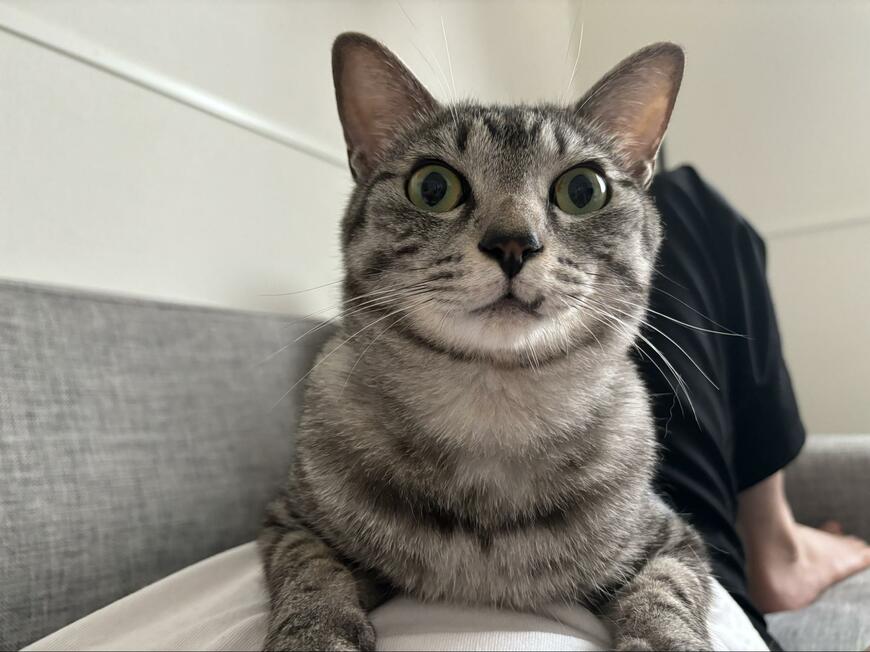 撫でてほしい猫