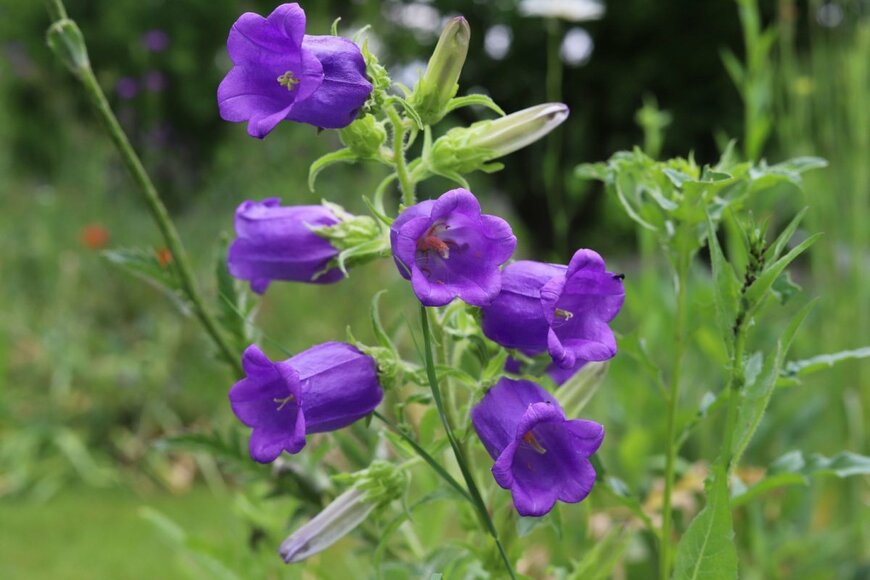 カンパニュラの花。花の色は紫色。