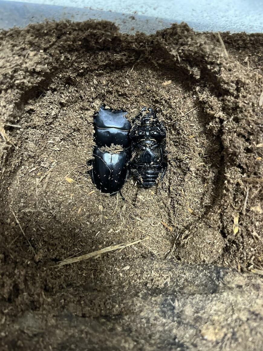 一緒に寝るオオクワガタのオスとメス