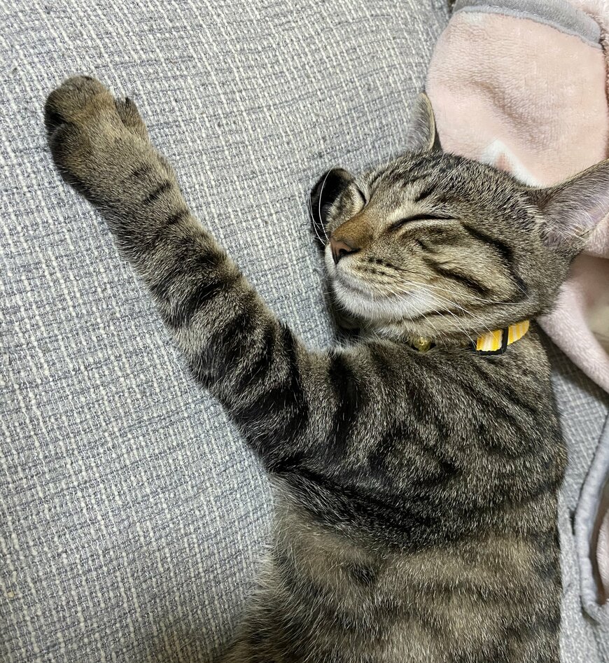 眠る猫